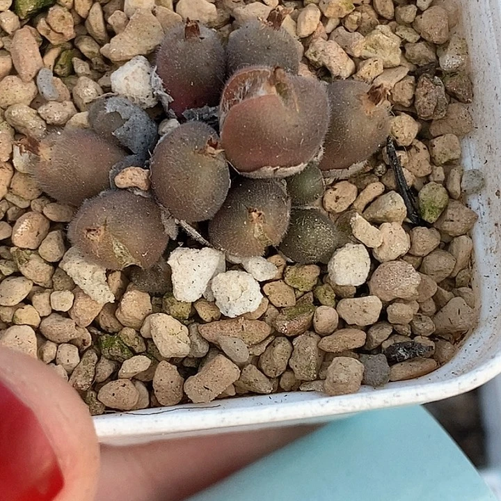 桃喜花园0208-52毛球