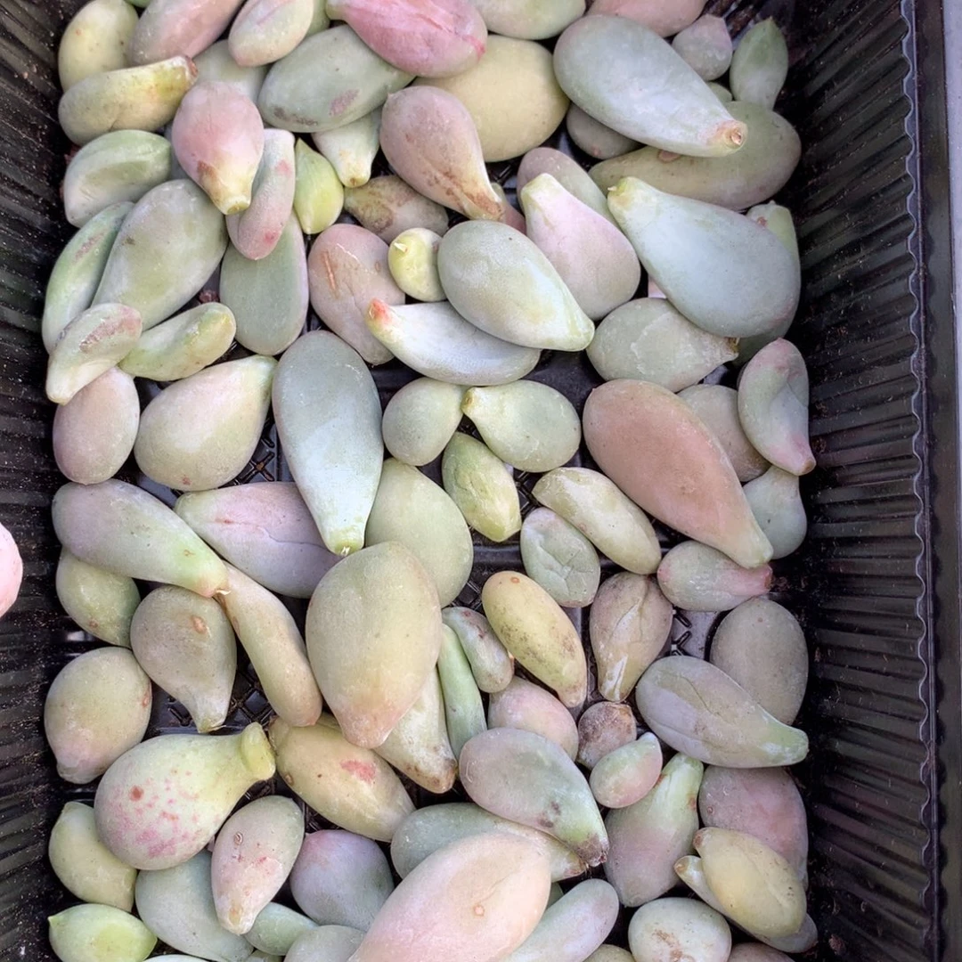 叶片混合包30个。。