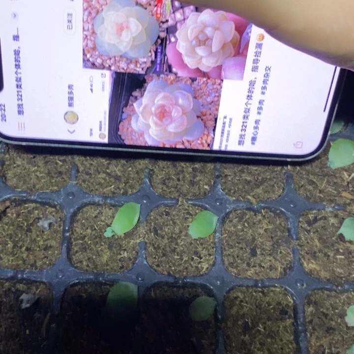 熊猫m321芽苗一个多肉