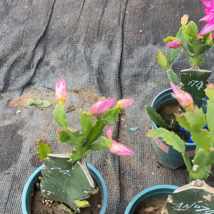 家****64号074重瓣，6668886668888