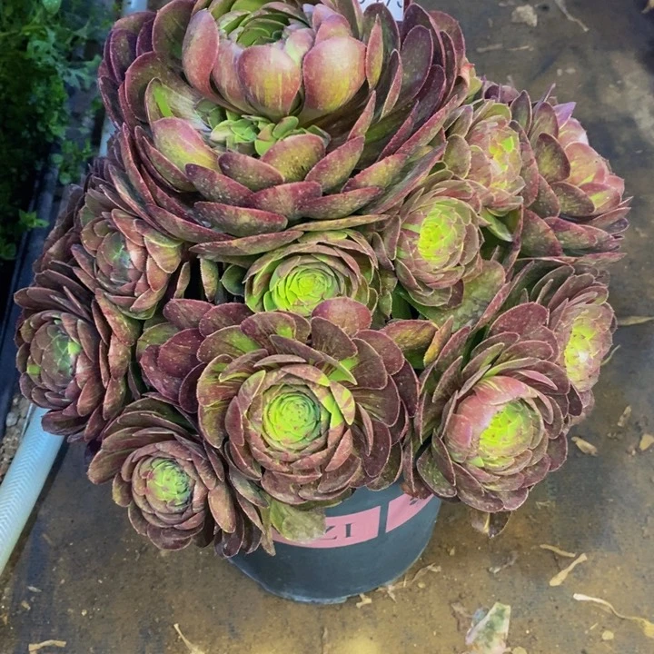 花月夜多肉植物3473