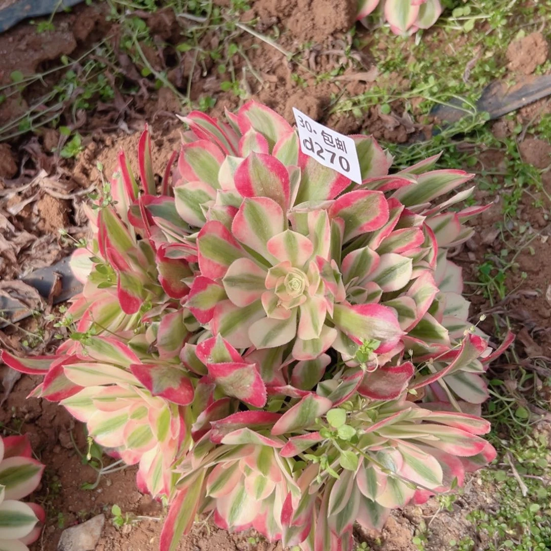 270女巫多肉法师