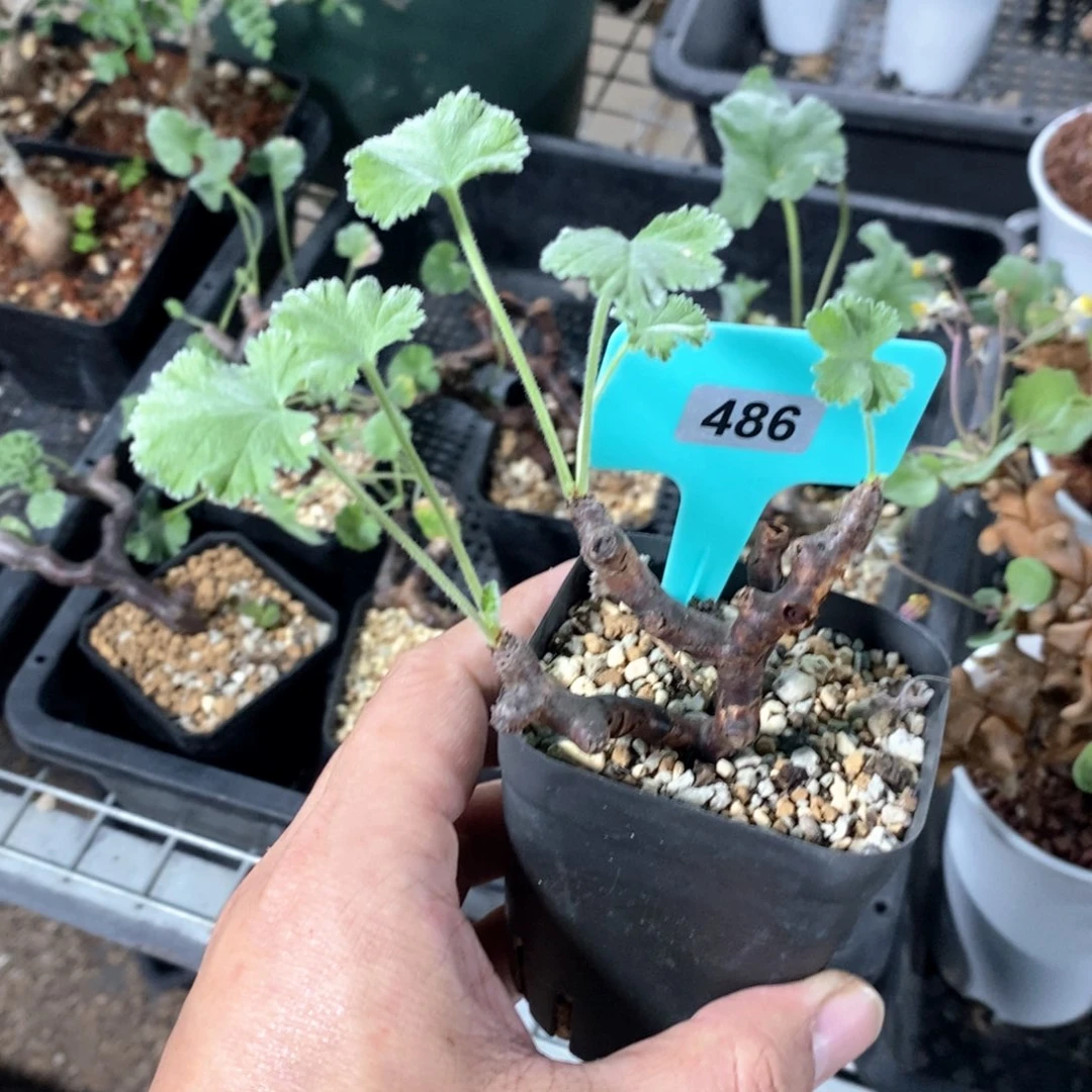 枝干杨奎产地多肉植物