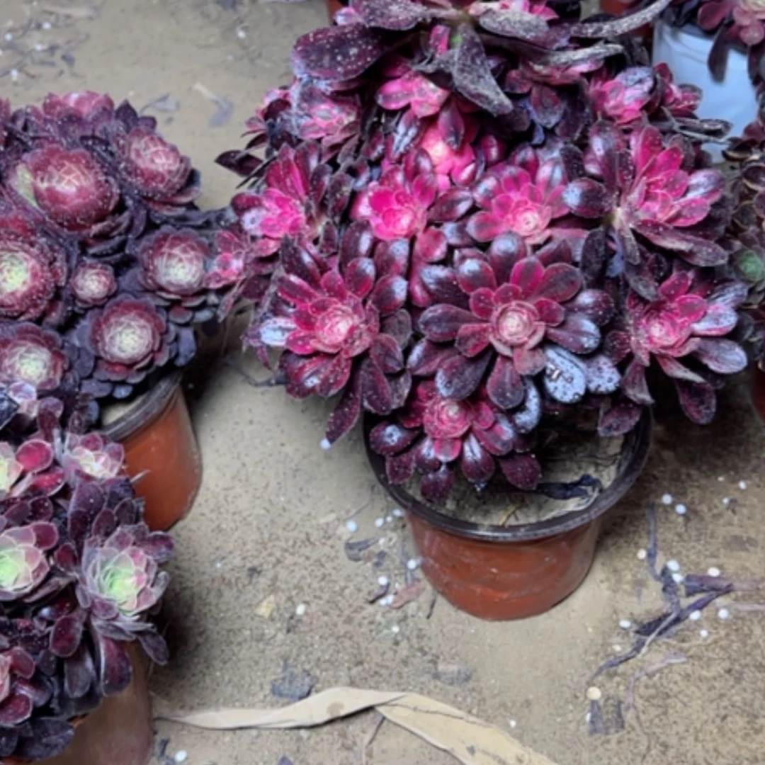 【闪购商品】多肉植物香奶34