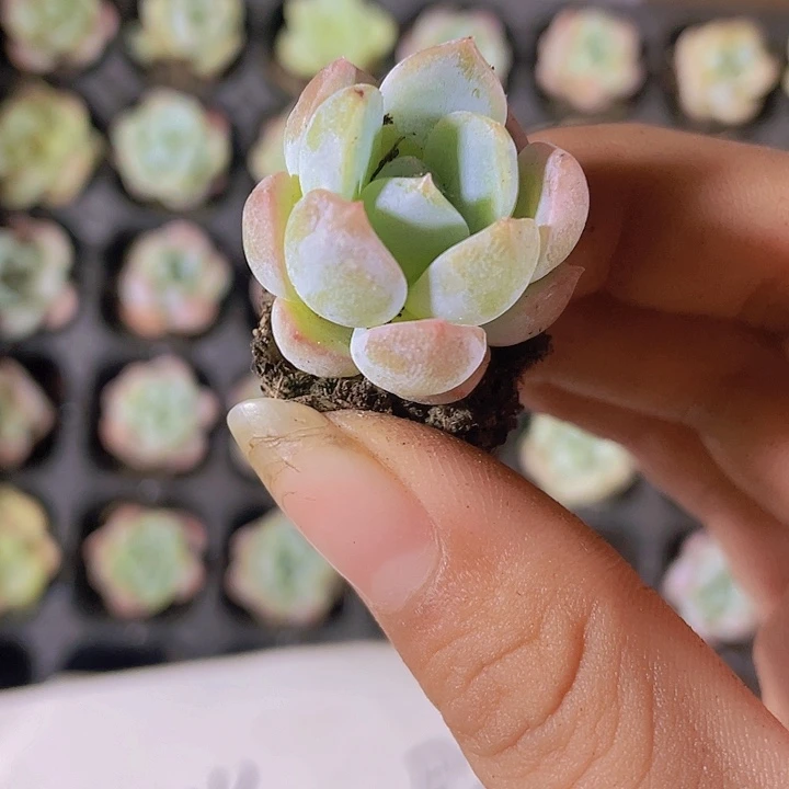 32精品刚毅2颗一组