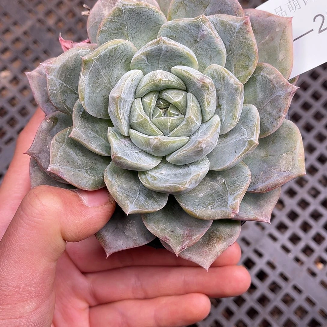 多肉一物一拍14-204