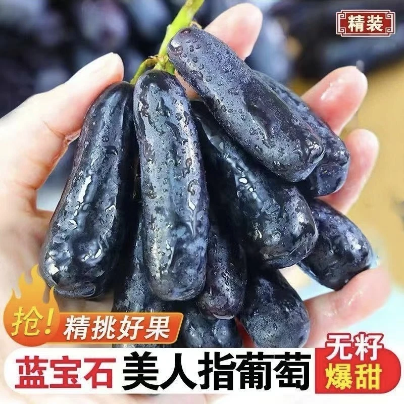【川渝次日达】7-30头茬蓝宝石葡萄脆甜金手指提子新鲜当季水果顺丰包邮云南省