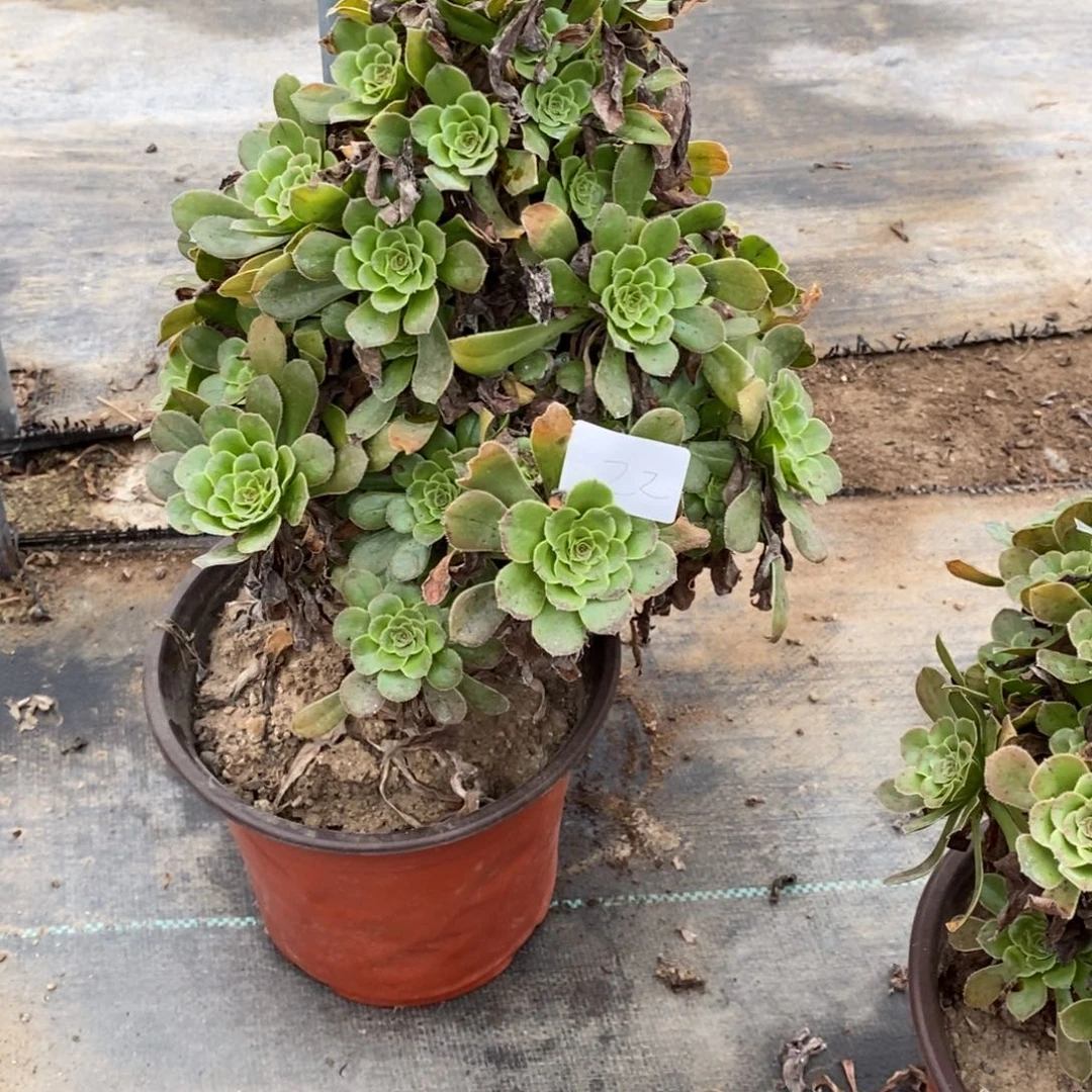 多肉植物组合拼盘22