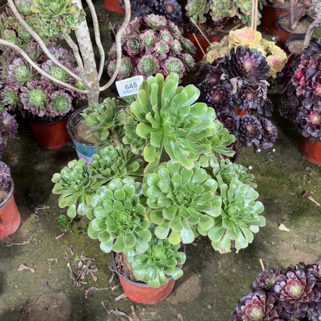 648原始绿法师多肉植物法师