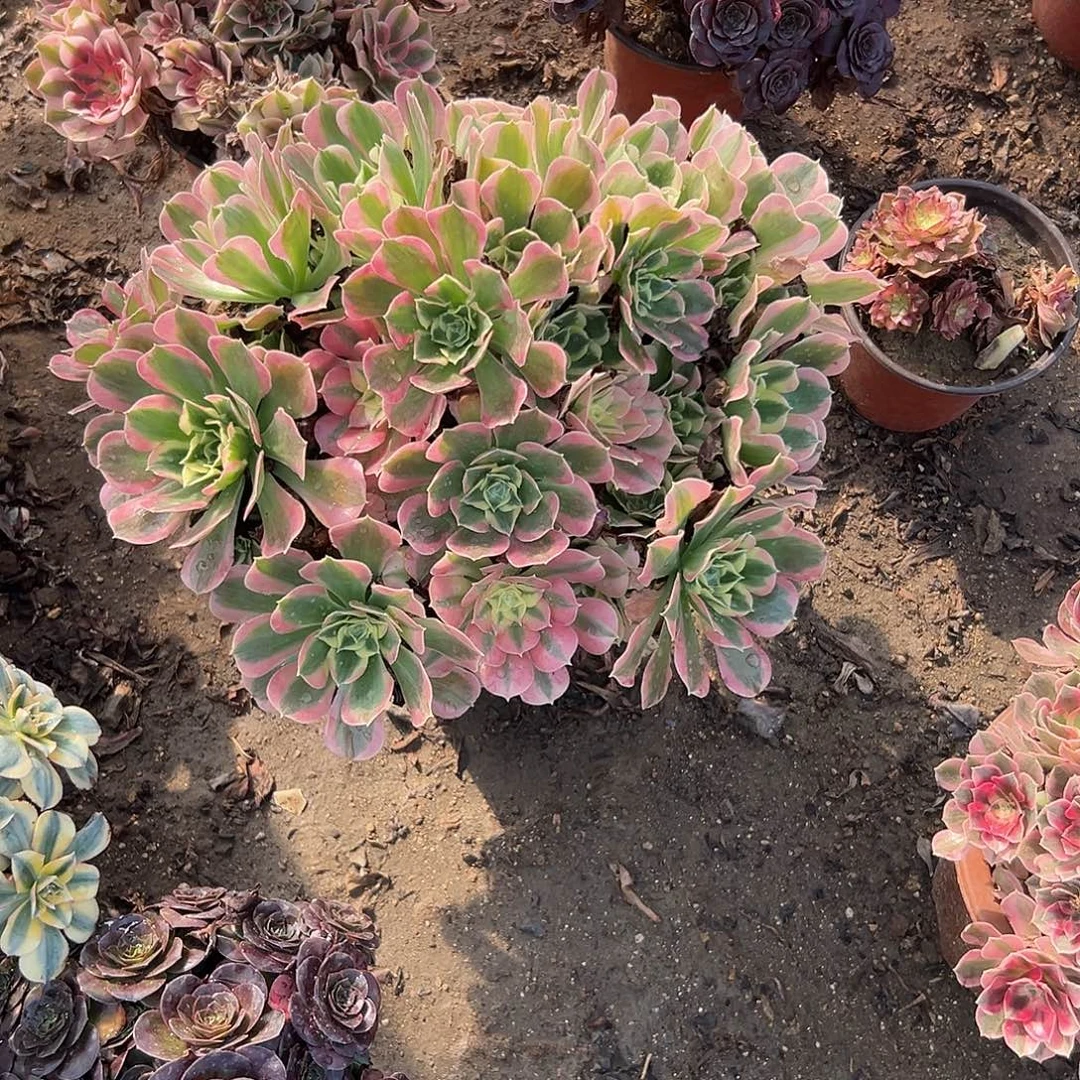 多肉植物雨花石群