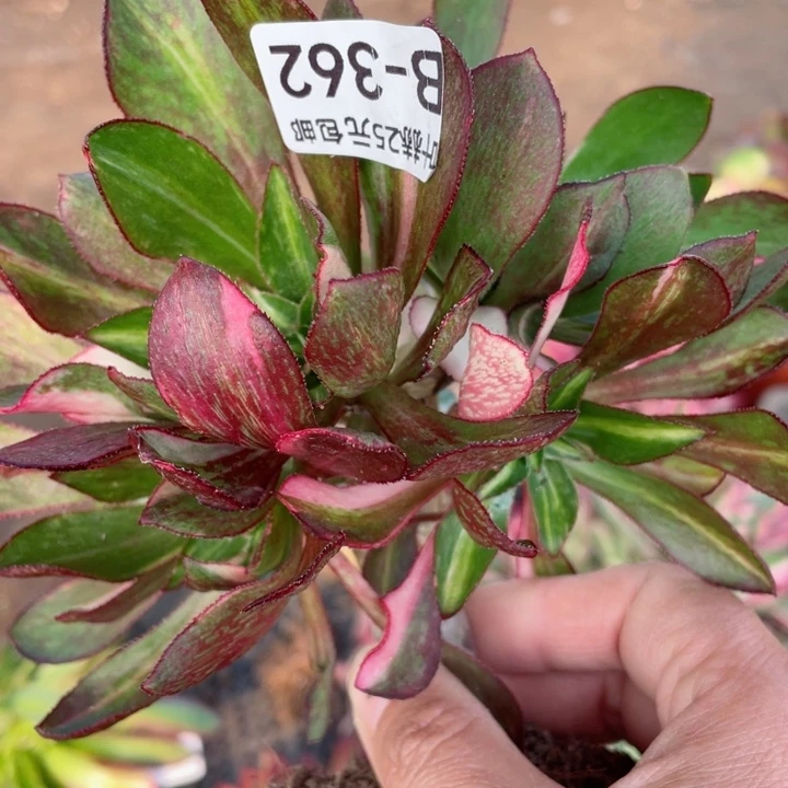 362魅影七彩嫁接多肉12345678