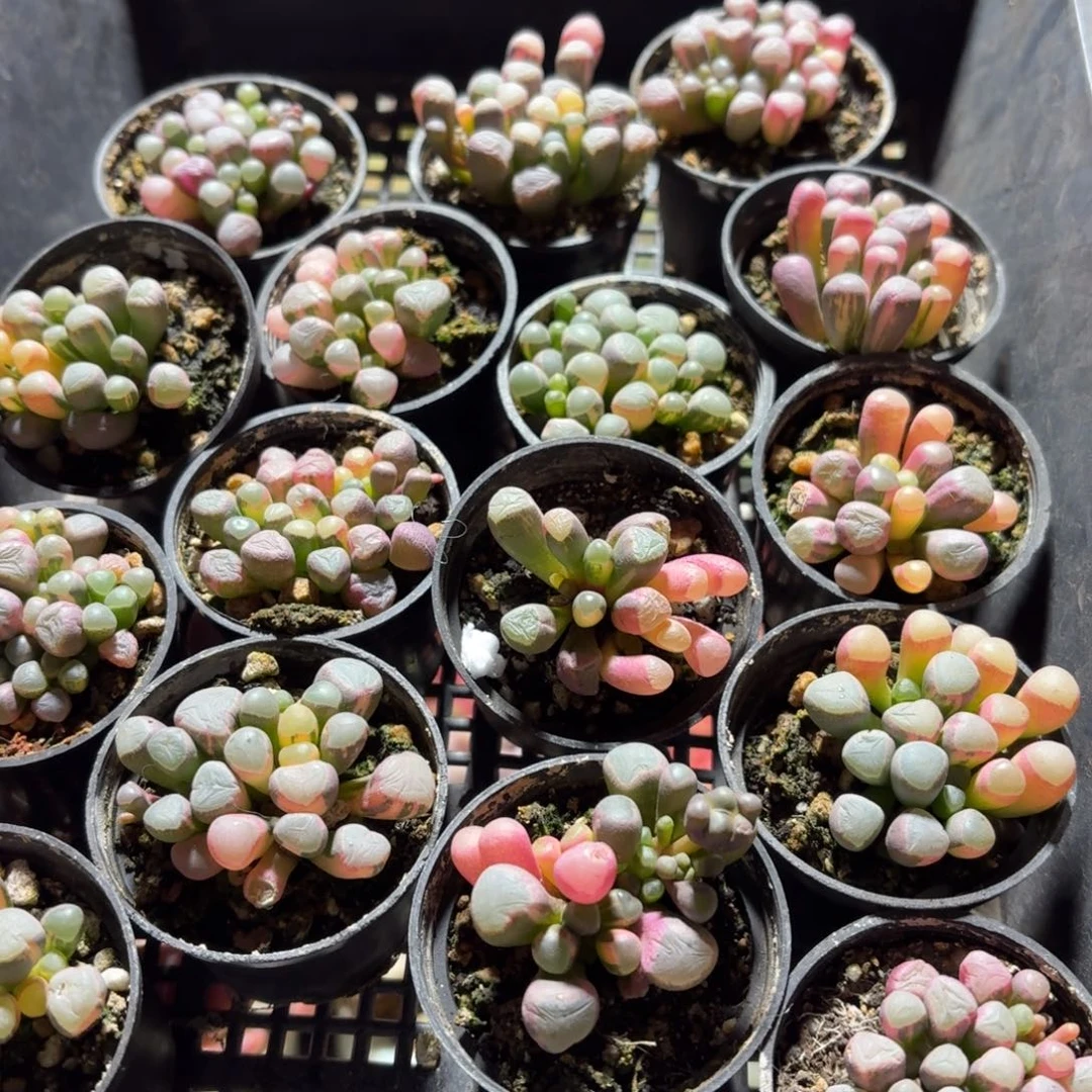 五十铃玉锦多肉5㎝盆