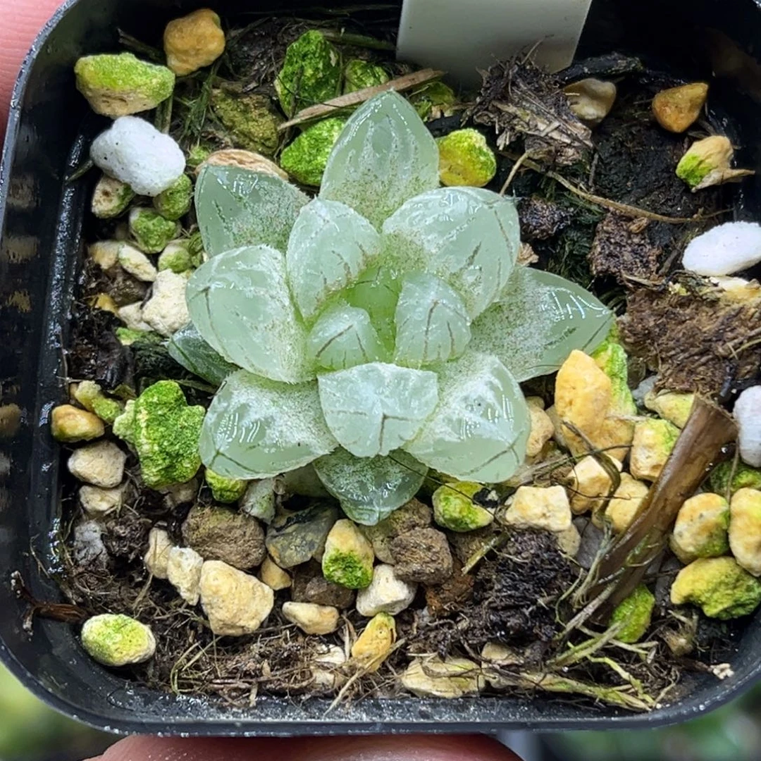 589雨斑霓虹灯变异白窗