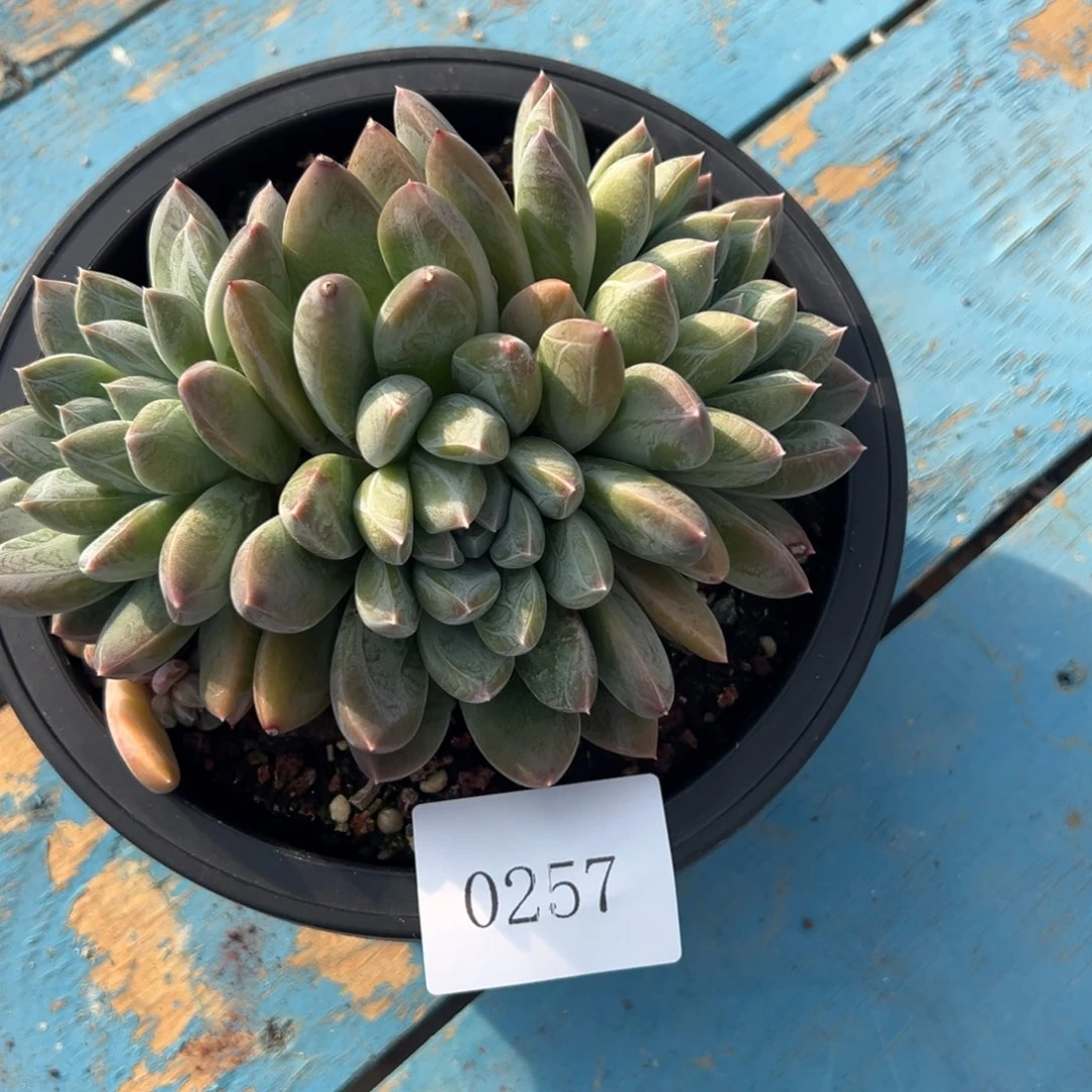 朱*0257多多多多多多