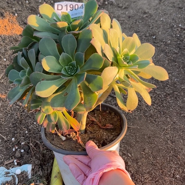 ❤****❤1904翡翠城到货有黑斑多肉法师不包断枝