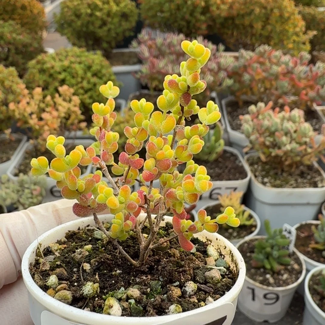 427黄金莱斯一物一拍