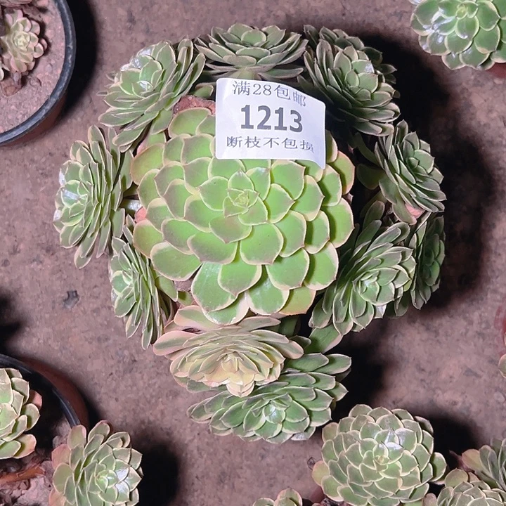 我***心1213粉花妖多肉植物