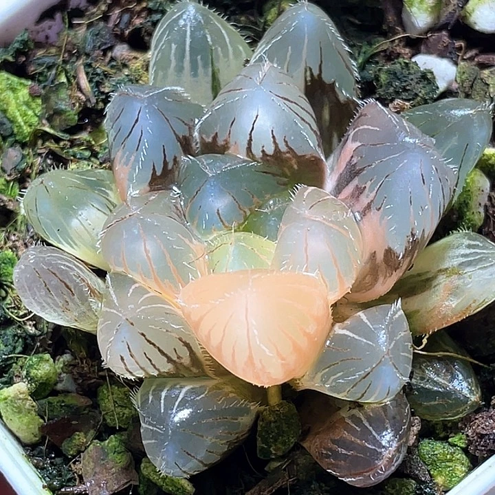 748巨大赤線錦一物一拍