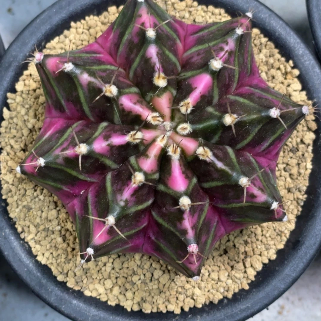 当前无花朵，栽培后可花朵紫粉臀虎斑米哈