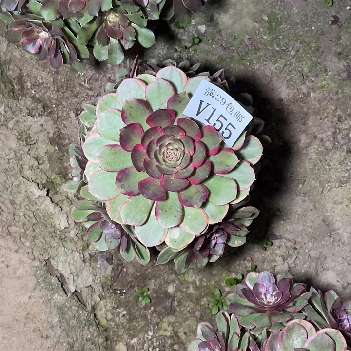 155粉花妖    多肉植物