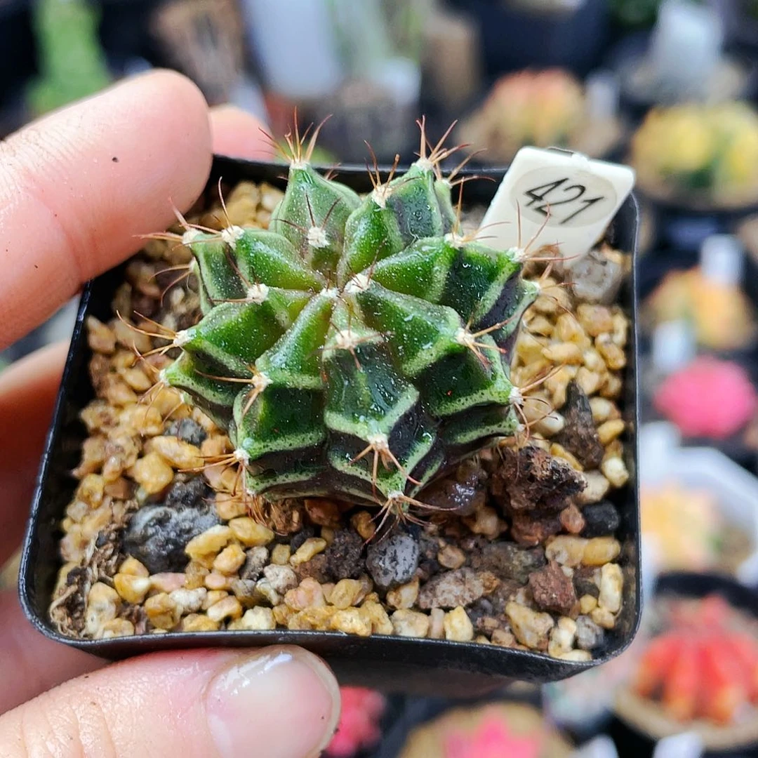 非偏远地区满25包邮仙人球