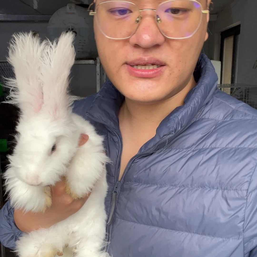 双血统英系安哥拉兔子