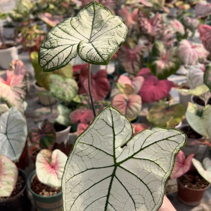 不开花植物A627白色恋人不包种球大小不包叶损
