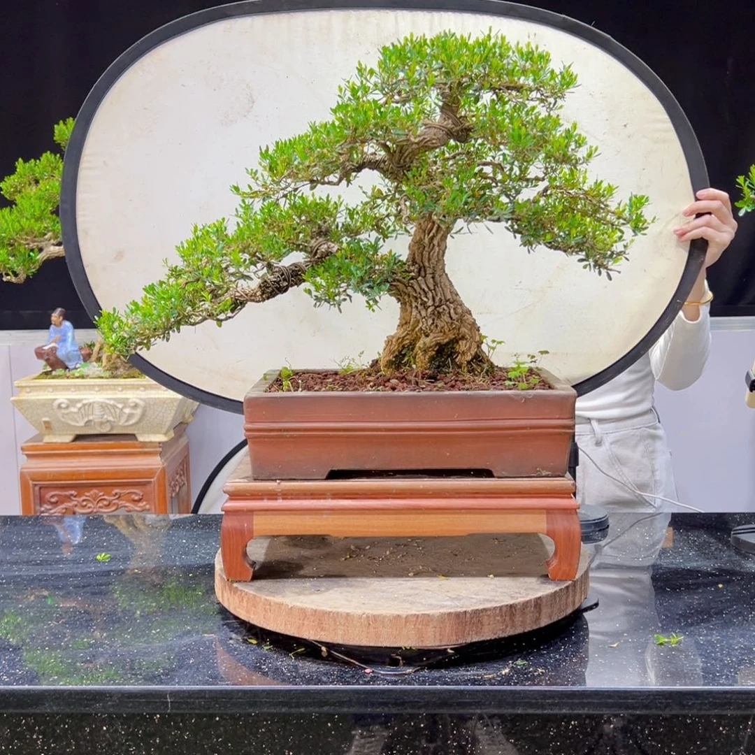 黄杨盆景老桩四季长青