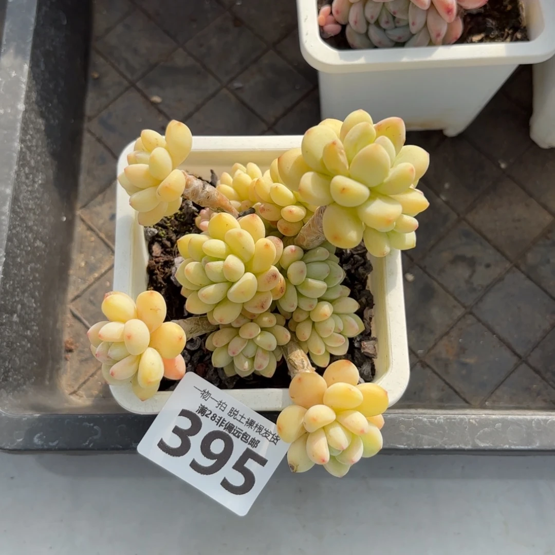 樱花罗绮老桩无盆土发货