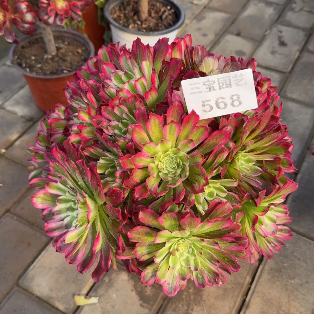 小*羊多肉植物568水木年华