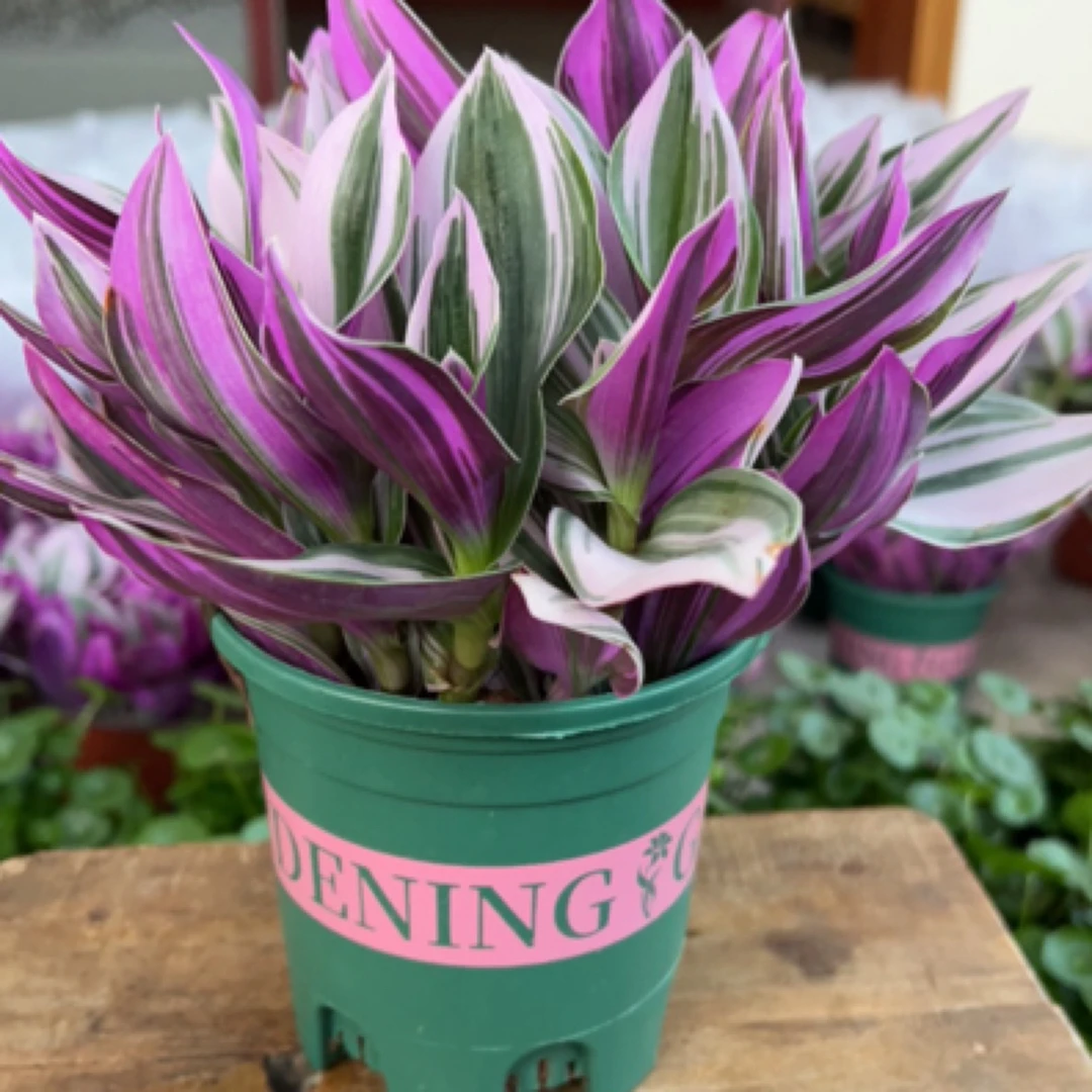 油画婚礼吊兰室内观叶植物盆栽耐阴绿植