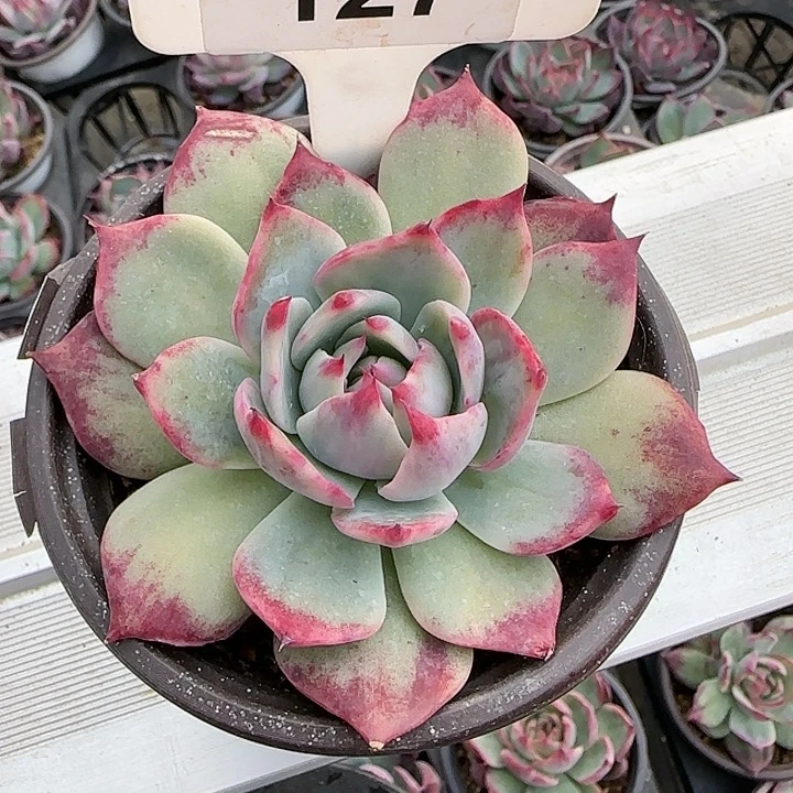 127 惊鸿仙子多肉植物6-9cm