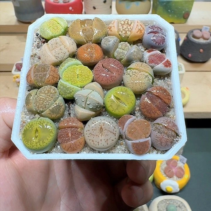 红陶蘑菇738彩拼