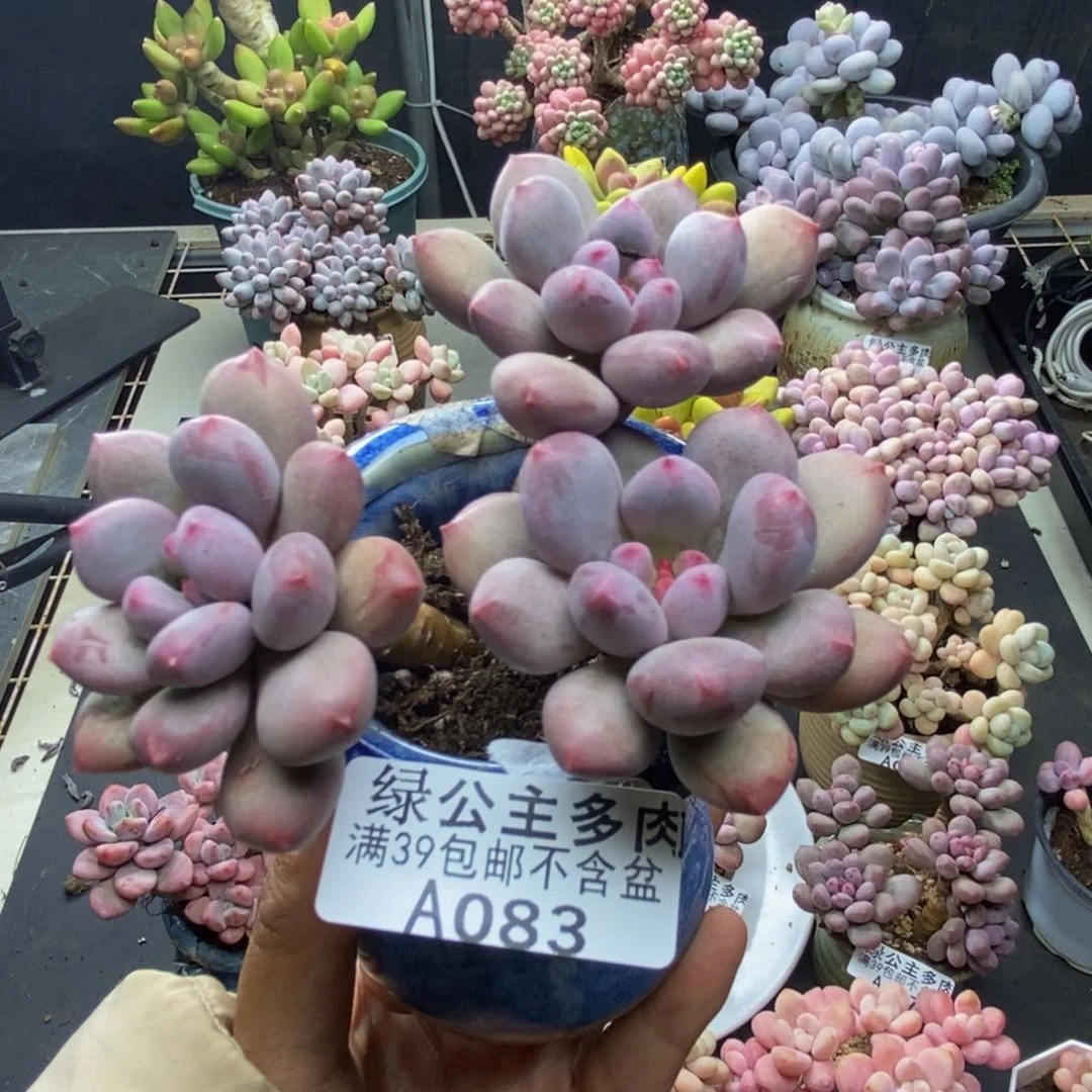 083仙子奶多肉7c m