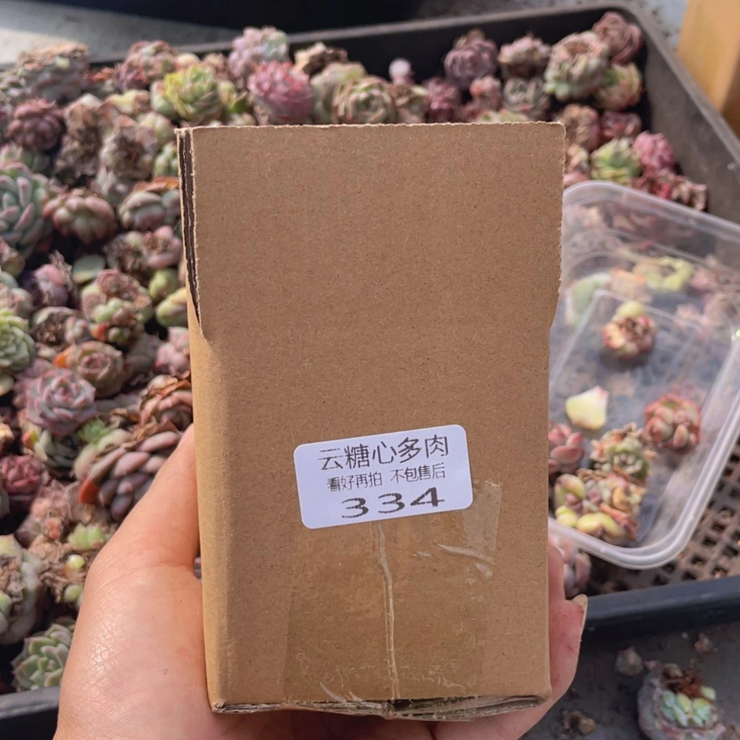 云糖心多肉植物334