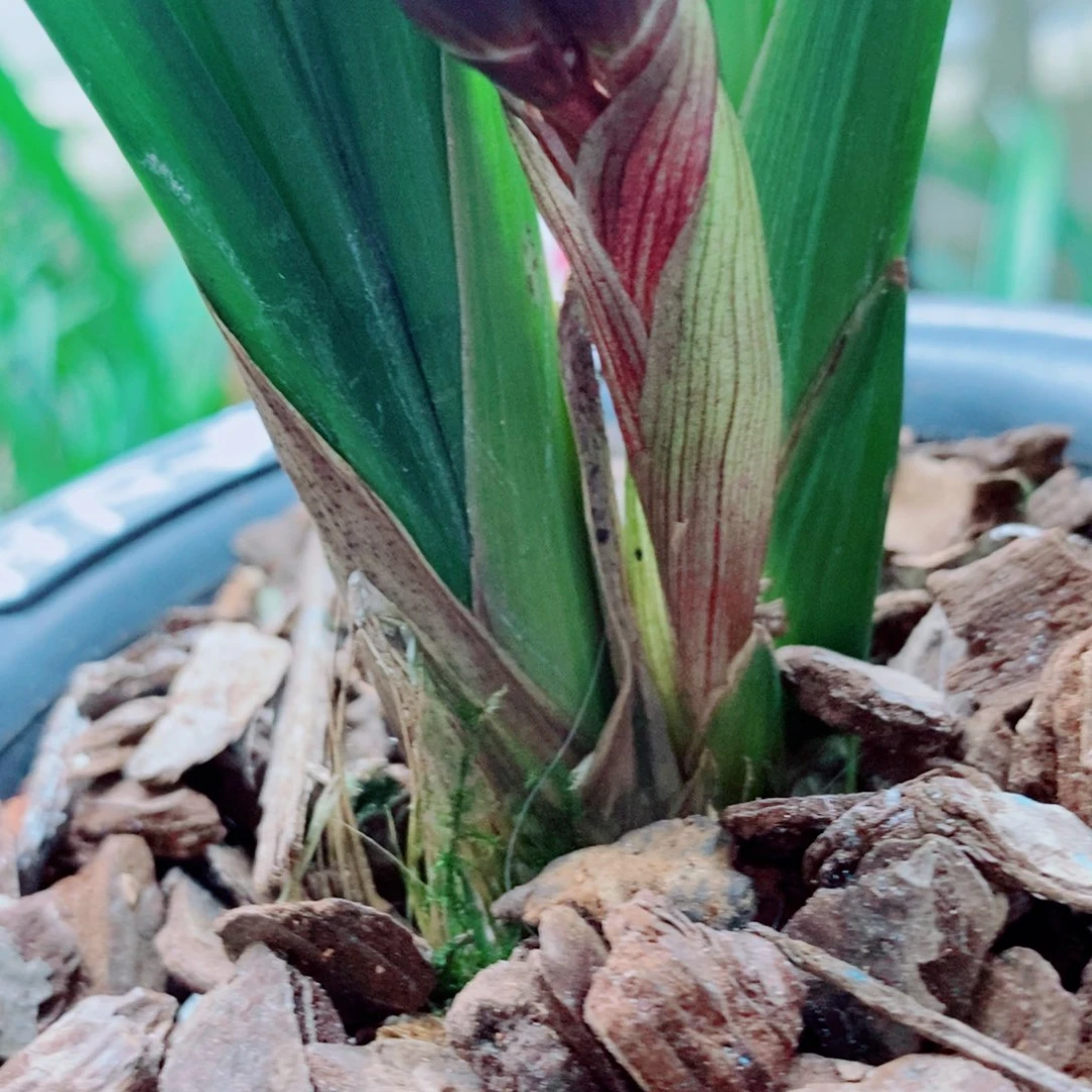 大部分花苞少量开放