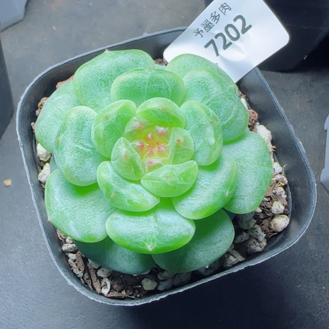 孤品，7202多肉植物