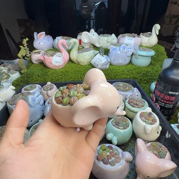 多肉植物的生长发育1073