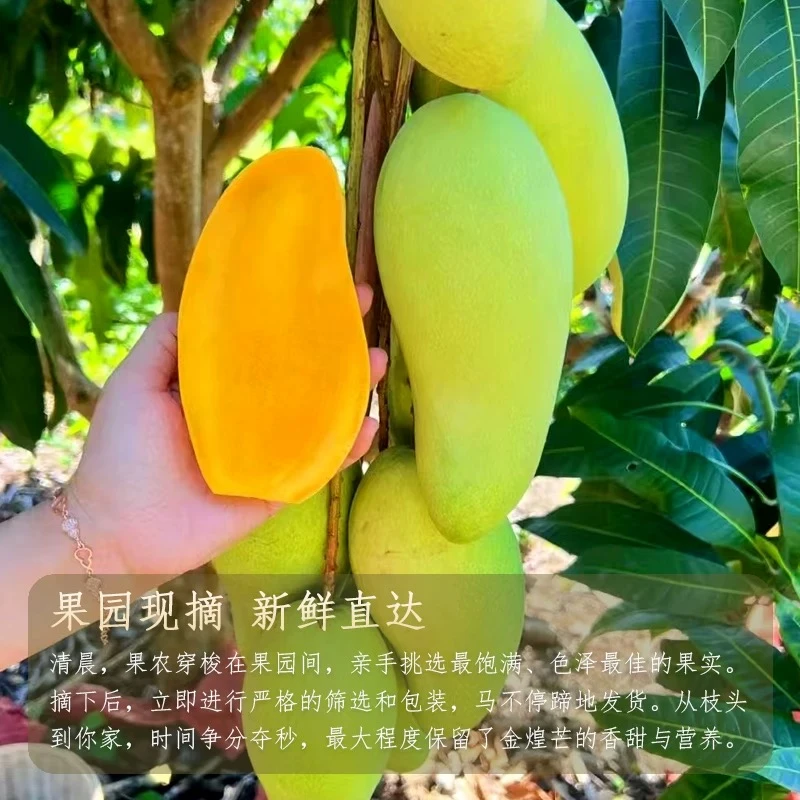 金煌芒4斤半-5斤