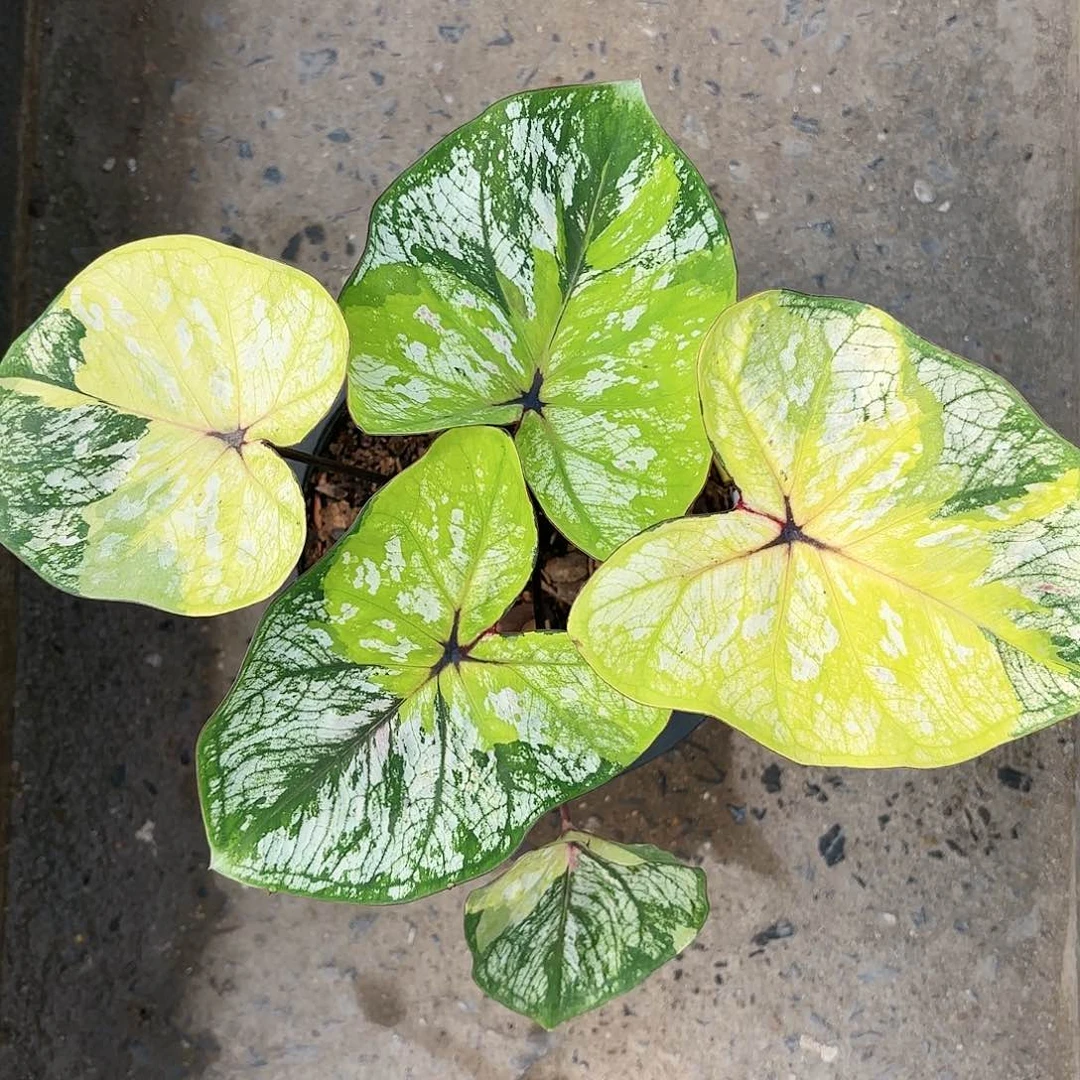 586-0119bubbleB彩叶芋泰国发货多肉