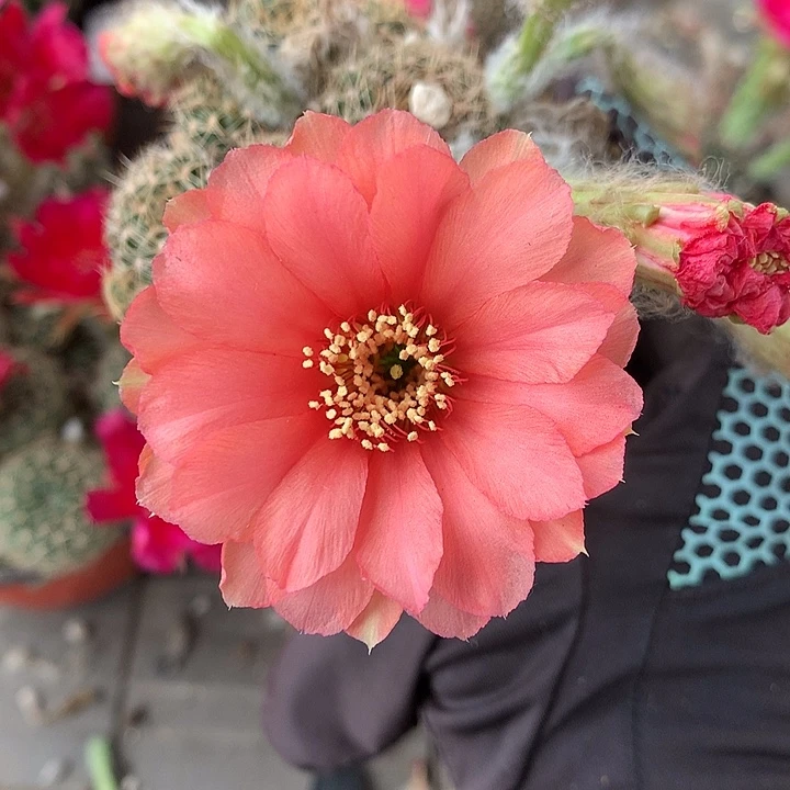 106 自根丽花6厘米盆