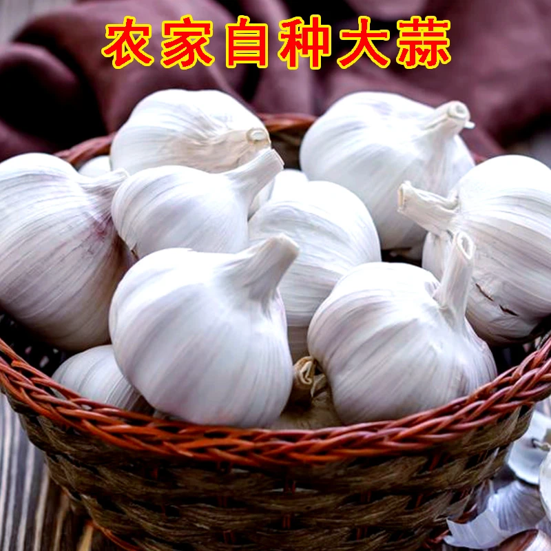 河南紫白皮正宗干大蒜头