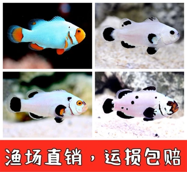 福利活动！白金小丑鱼