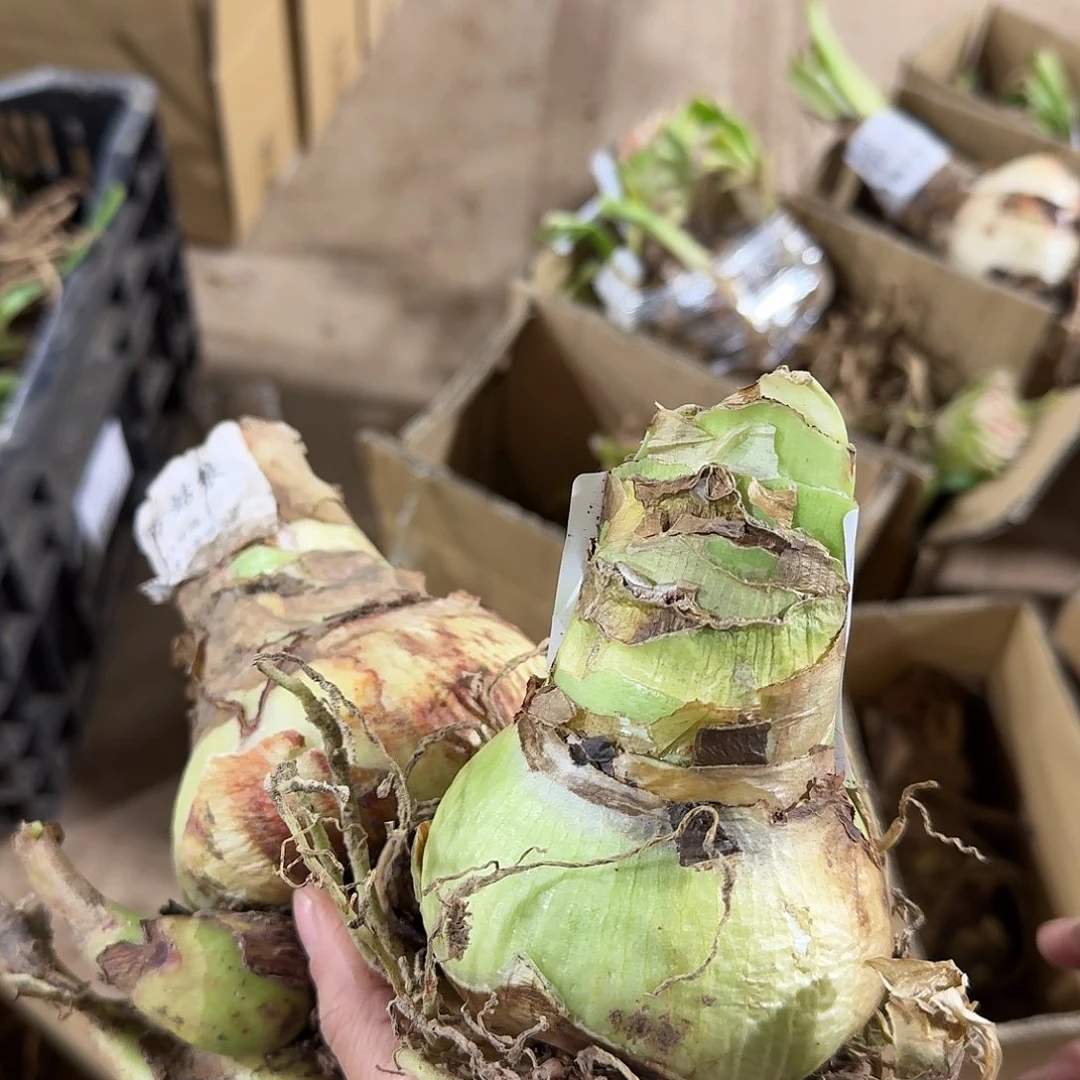 北方姑娘8+残次不包养护朱顶红