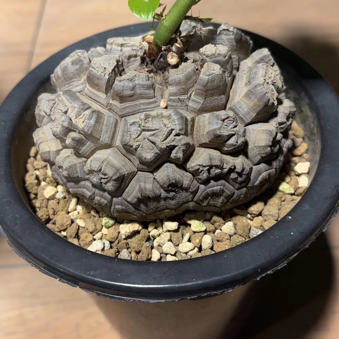 日系龟甲龙带盆带藤