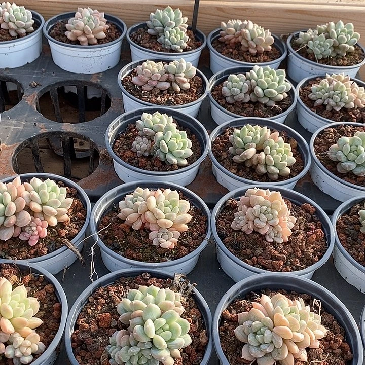 81百达翡翠群生 福利多多