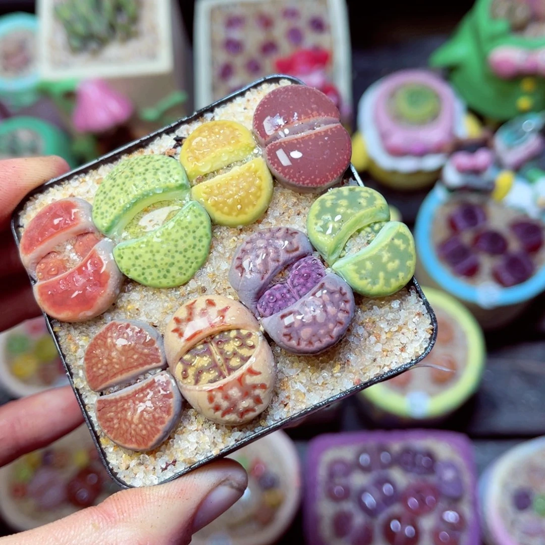 551生石花带盆发