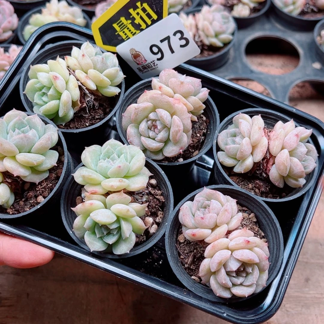 多肉植物多肉植物