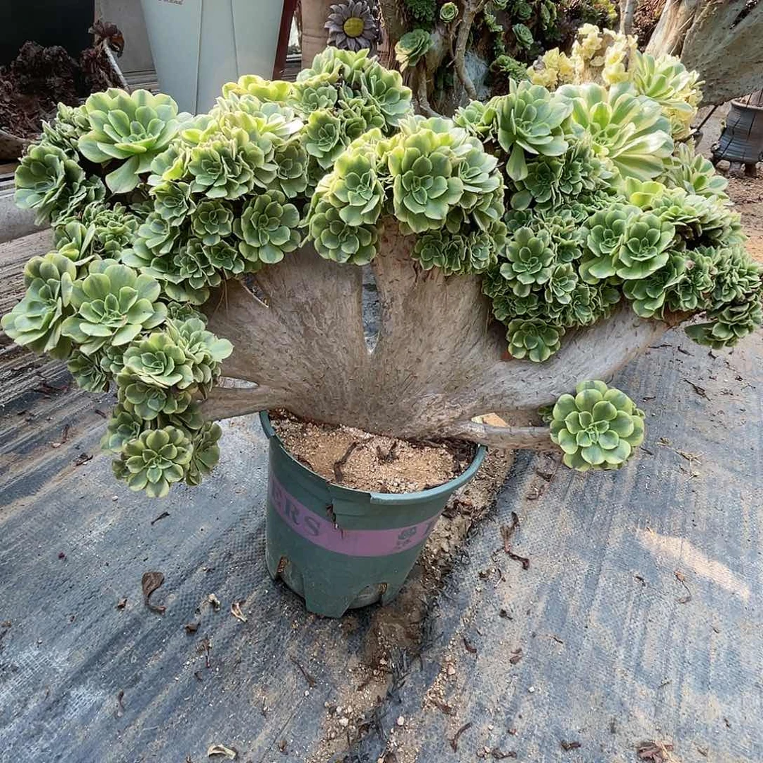 【闪购商品】全部花朵绿豆沙