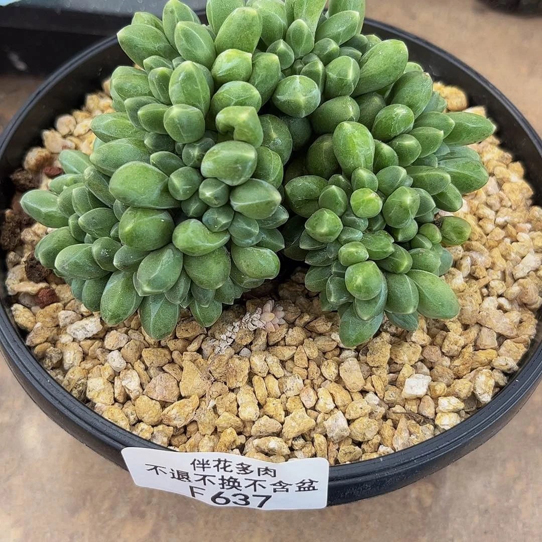 637-香蕉树缀化7cm